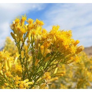 https://www.lherberie.com/3108-thickbox/fleurs-de-californie-rabbitbrush.jpg