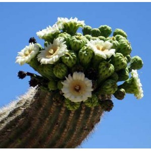 https://www.lherberie.com/3110-thickbox/fleurs-de-californie-saguaro.jpg