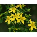 Fleurs de Californie Saint John’s Wort  7,5ml 