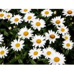 Fleurs de Californie Shasta Daisy  7,5ml 