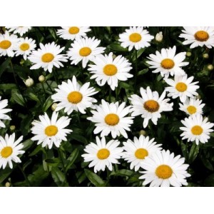 https://www.lherberie.com/3112-thickbox/fleurs-de-californie-shasta-daisy.jpg
