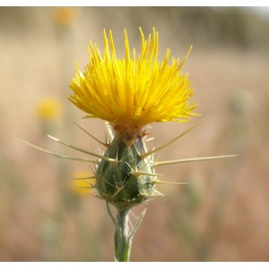 https://www.lherberie.com/3157-thickbox/fleurs-de-californie-star-thistle.jpg