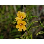 Fleurs de Californie Sticky Monkeyflower  7,5ml 