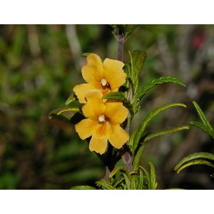 https://www.lherberie.com/3159-thickbox/fleurs-de-californie-sticky-monkeyflower.jpg