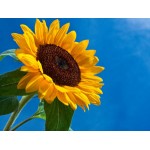 Fleurs de Californie Sunflower  7,5ml 