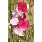 Fleurs de Californie Sweet Pea  7,5ml 