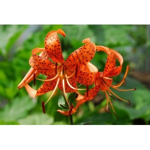 https://www.lherberie.com/3162-thickbox/fleurs-de-californie-tiger-lily.jpg