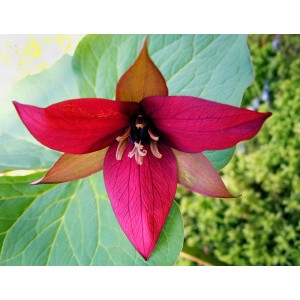https://www.lherberie.com/3163-thickbox/fleurs-de-californie-trillium.jpg