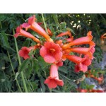 Fleurs de Californie Trumpet Vine  7,5ml 
