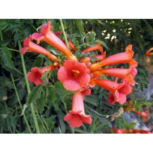 https://www.lherberie.com/3164-thickbox/fleurs-de-californie-trumpet-vine.jpg