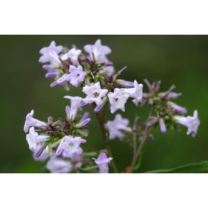 https://www.lherberie.com/3267-thickbox/fleurs-de-californie-yerba-santa.jpg