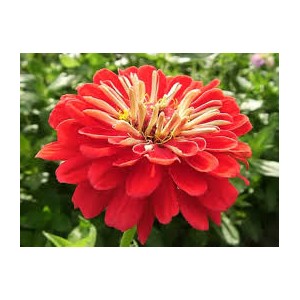 https://www.lherberie.com/3268-thickbox/fleurs-de-californie-zinnia-75ml-.jpg