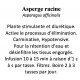 ASPERGE RACINE 100GR