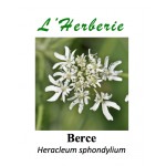 Berce Heracleum sphondylium 100GR