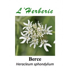 Berce Heracleum sphondylium 100GR