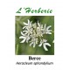 Berce Heracleum sphondylium 100GR