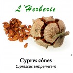 CYPRES CÔNES 100 gr