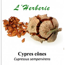 Cypres cône  100 gr