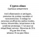 CYPRES CÔNES 100 gr