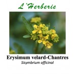 Erysimum velard-Chantres Sisymbrium officinal 100 gr