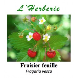 Fraisier feuille Fragaria vesca 100 gr