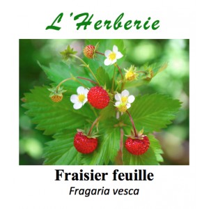 https://www.lherberie.com/3304-thickbox/fraisier-feuille-fragaria-vesca-100-gr.jpg