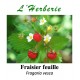 Fraisier feuille Fragaria vesca 100 gr