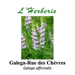 Galega-Rue des Chèvres Galega officinalis 100 gr