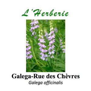 https://www.lherberie.com/3310-thickbox/galega-rue-des-chevres-galega-officinalis-100-gr.jpg