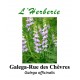 Galega-Rue des Chèvres Galega officinalis 100 gr