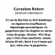 Geranium Robert Geranium robertianum 100 gr