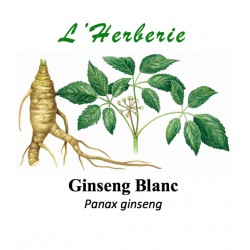 Ginseng Blanc  Panax ginseng 25 gr