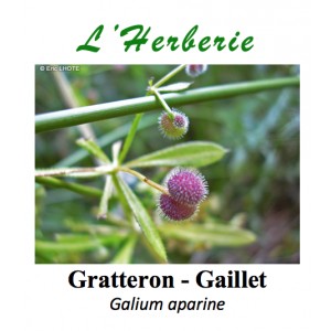 https://www.lherberie.com/3324-thickbox/gratteron-gaillet-galium-aparine-100-gr.jpg