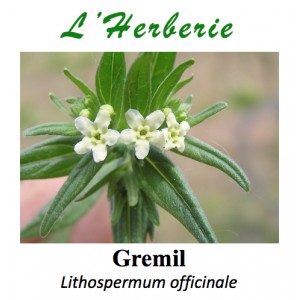 https://www.lherberie.com/3326-thickbox/gremil-lithospermum-officinale-100-gr.jpg