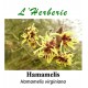 HAMAMELIS 100GR