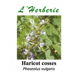 Haricot Cosses 100 gr Phaseolus vulgaris