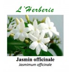 JASMIN OFF FLEURS 100GR Jasminum officinalis