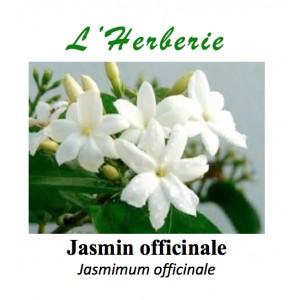 https://www.lherberie.com/3385-thickbox/jasmin-off-fl-100gr.jpg