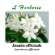 JASMIN OFF FLEURS 100GR Jasminum officinalis