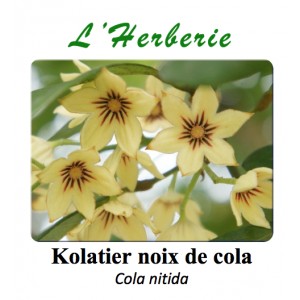 https://www.lherberie.com/3389-thickbox/kolatier-noix-de-cola-100-gr-cola-nitida.jpg