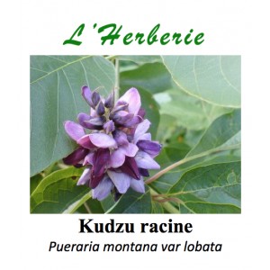 https://www.lherberie.com/3391-thickbox/kudzu-racine-poudre-100-gr-pueraria-montana-var-lobata.jpg