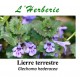 LIERRE TERRESTRE 100 GR Glechoma hederacea