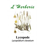 LYCOPODE 100GR Lycopodium clavatum