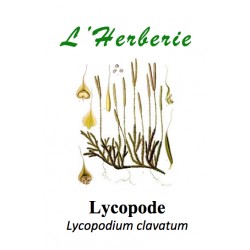 LYCOPODE 100GR Lycopodium clavatum