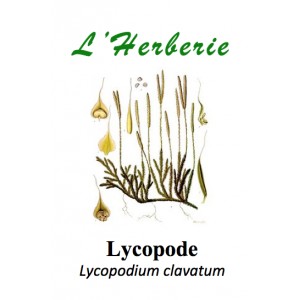 https://www.lherberie.com/3397-thickbox/lycopode-100gr-lycopodium-clavatum.jpg