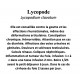 LYCOPODE 100GR Lycopodium clavatum