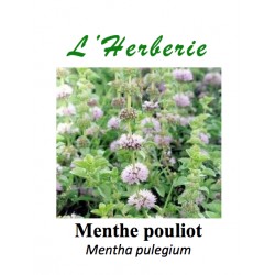 Menthe pouliot 100 gr Mentha pulegium