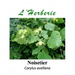 Noisetier feuilles 100 gr Corylus avellana