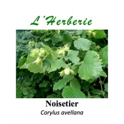 Noisetier feuilles 100 gr Corylus avellana