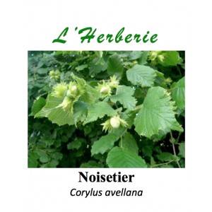 https://www.lherberie.com/3409-thickbox/noisetier-feuilles-100-gr-corylus-avellana.jpg